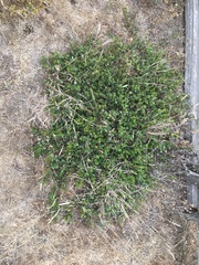 Ceanothus gloriosus gloriosus