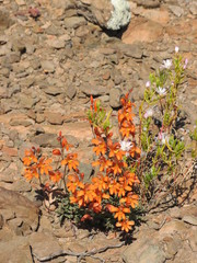 Tritonia watermeyeri