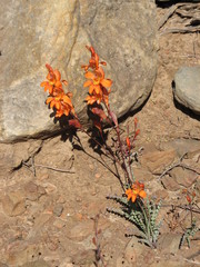 Tritonia watermeyeri