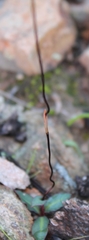 Disa bifida