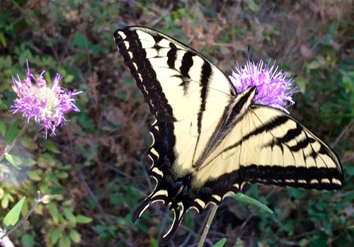 iNaturalist observation photo of Western Tiger Swallowtail