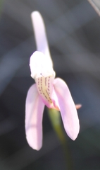 Disa bifida