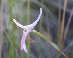 Disa bifida