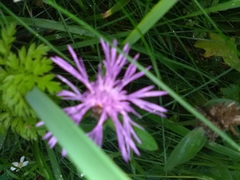 Centaurea phrygia