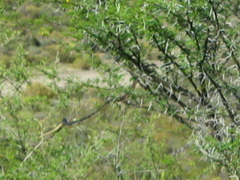 Dispholidus typus typus