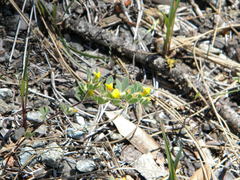 Acmispon brachycarpus