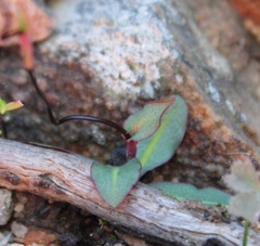 Disa bifida