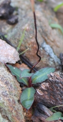 Disa bifida