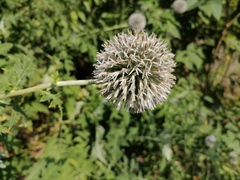 Echinops exaltatus