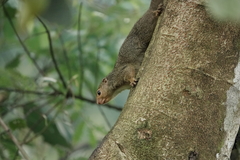 Heliosciurus ruwenzorii