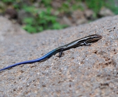 Plestiodon callicephalus