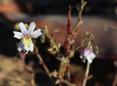Nemesia bicornis