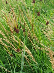 Juncus conglomeratus