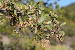 Gloveria integrifolia