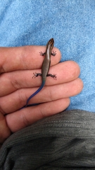 Plestiodon callicephalus