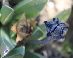 Acrodon bellidiflorus