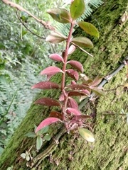 Peperomia consoquitlana