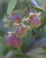 Gloveria integrifolia