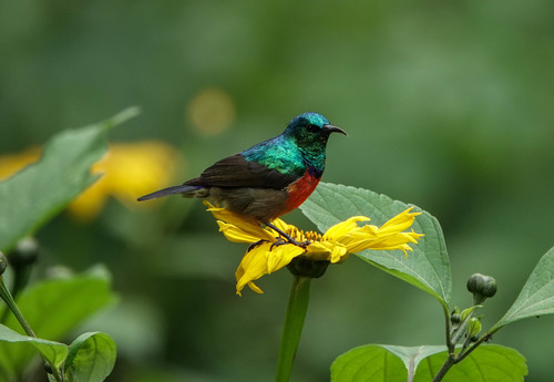 Northern Double-collared Sunbird