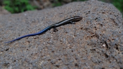 Plestiodon callicephalus