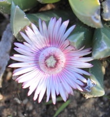 Acrodon bellidiflorus