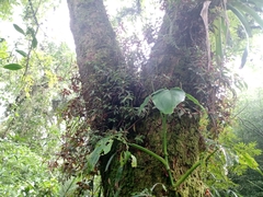 Peperomia consoquitlana
