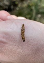 Falcaria lacertinaria