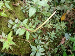 Peperomia consoquitlana