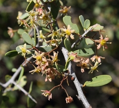 Gloveria integrifolia