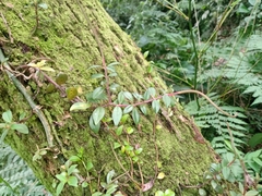 Peperomia consoquitlana