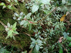 Peperomia consoquitlana