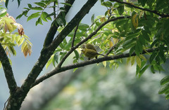 Zosterops stuhlmanni