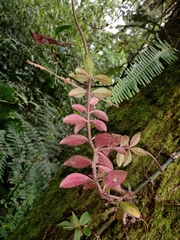 Peperomia consoquitlana