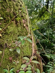 Peperomia consoquitlana