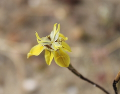 Moraea inconspicua