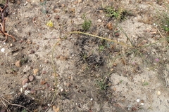 Moraea inconspicua