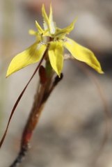 Moraea inconspicua