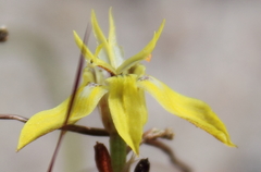 Moraea inconspicua