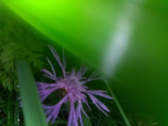 Centaurea phrygia