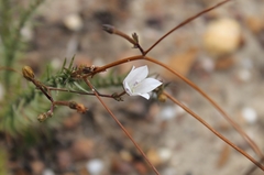 Prismatocarpus brevilobus