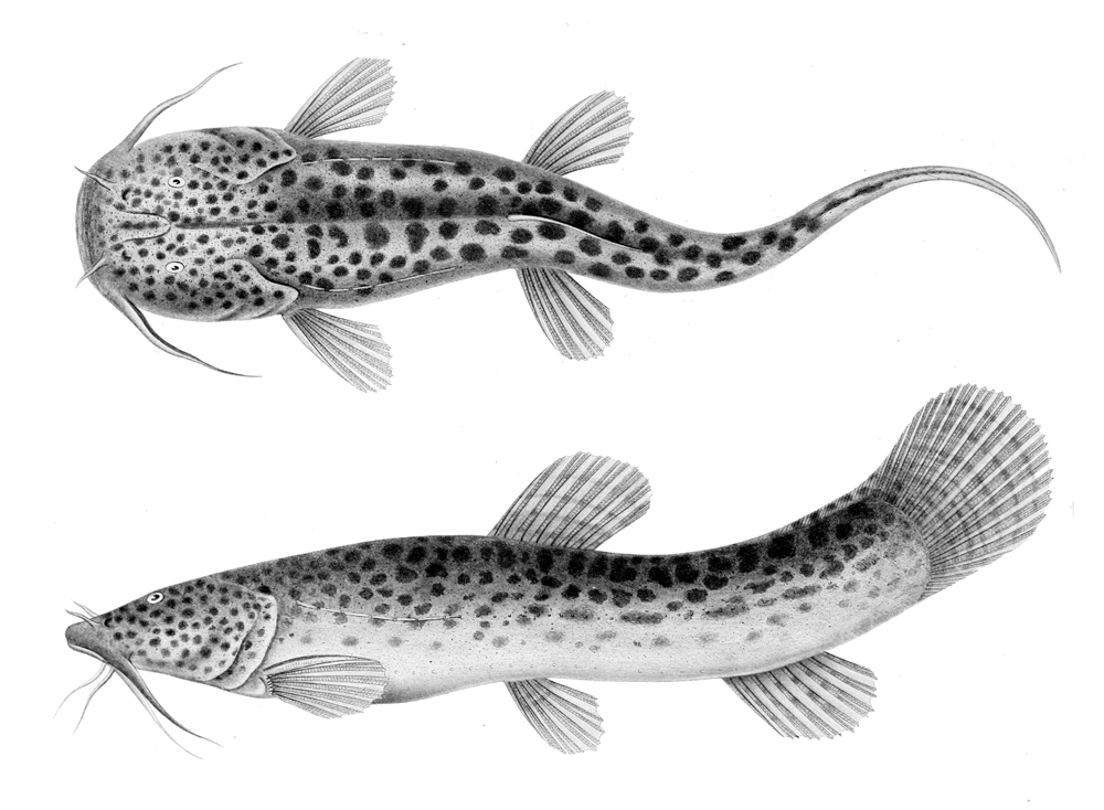 Mountain Catfishes