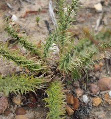 Prismatocarpus brevilobus
