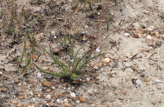 Prismatocarpus brevilobus