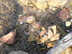 Anacampseros telephiastrum