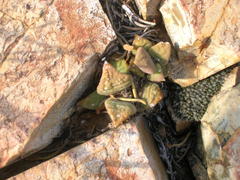 Anacampseros telephiastrum