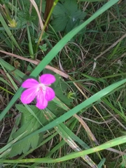 Geranium palustre