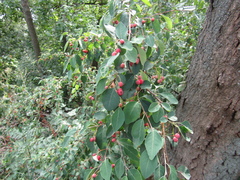 Cotoneaster multiflorus
