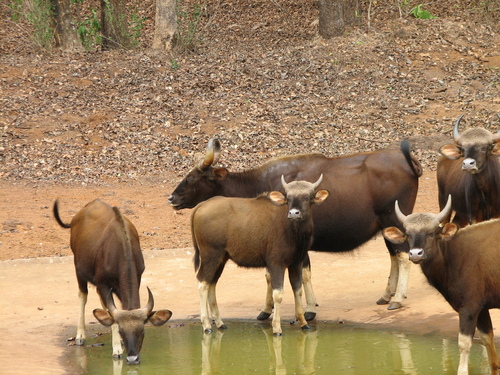 Gaur, photo 4 of 10