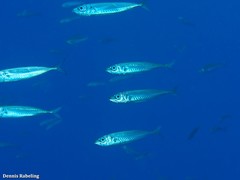 Trachurus picturatus