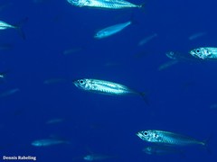 Trachurus picturatus
